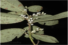 Gaultheria fragrantissima